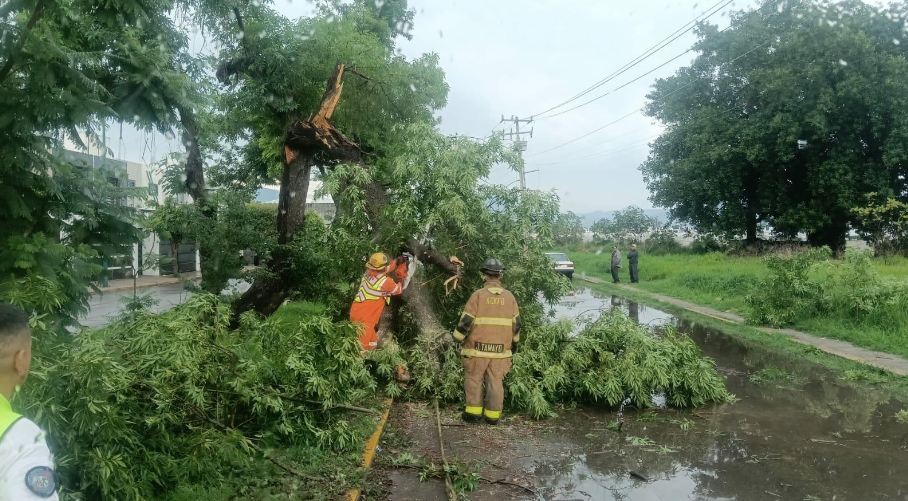 Bajo control afectaciones por lluvia y fuertes vientos