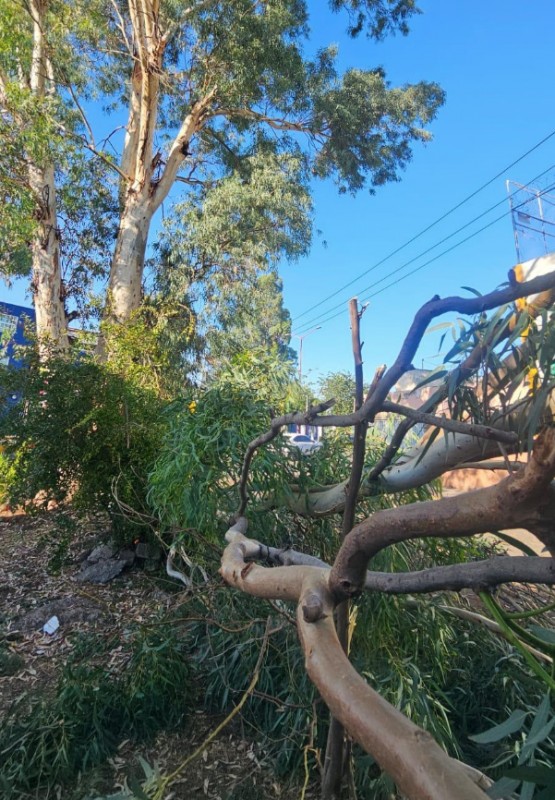 Protección Civil determina derribo preventivo de árbol en calle Ferrocarril por seguridad ciudadana